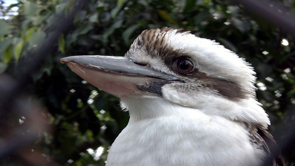 A Kookaburra